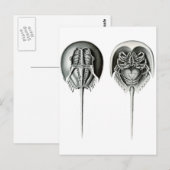 沿岸の馬蹄蟹 ポストカード (正面/裏面)