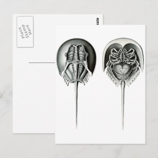 沿岸の馬蹄蟹 ポストカード (正面/裏面)