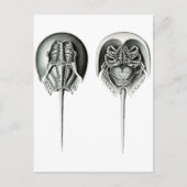 沿岸の馬蹄蟹 ポストカード (正面)