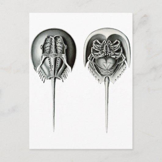 沿岸の馬蹄蟹 ポストカード (正面)