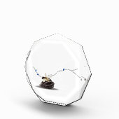 沿岸エレガント自然貝殻のデスクデコ フォトブロック (右)