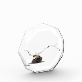 沿岸エレガント自然貝殻のデスクデコ フォトブロック (左)