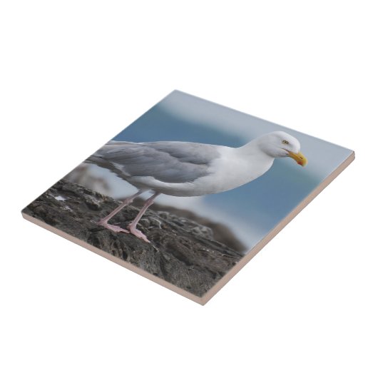 沿岸カモメ タイル (側面)