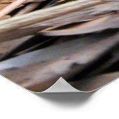 沿岸タイパン ポスター (角)