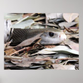 沿岸タイパン ポスター (正面)