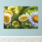 沿岸デイジー キャンバスプリント (インサイチュ (ウッドフロア))