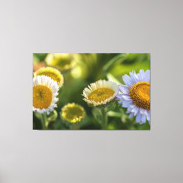 沿岸デイジー キャンバスプリント