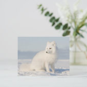 沿岸平野 | 北極キツネ ポストカード (スタンド正面)