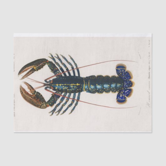 沿岸性海鳥類の水色 薄葉紙 (正面)