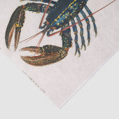 沿岸性海鳥類の水色 薄葉紙 (詳細)