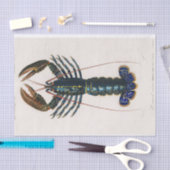 沿岸性海鳥類の水色 薄葉紙 (クラフト)