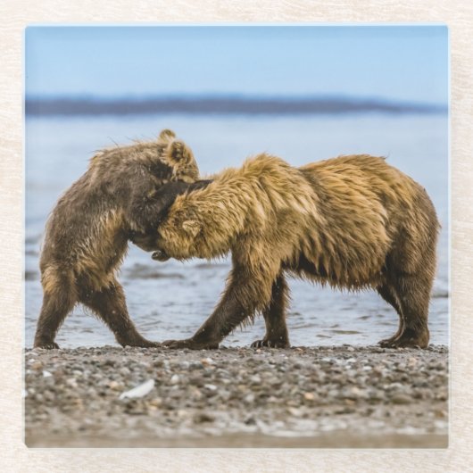 沿岸性褐色熊 ガラスコースター (正面)