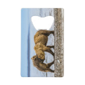 沿岸性褐色熊 クレジットカード栓抜き (正面)