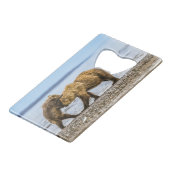 沿岸性褐色熊 クレジットカード栓抜き (正面アングル)