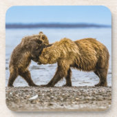 沿岸性褐色熊 コースター (正面)