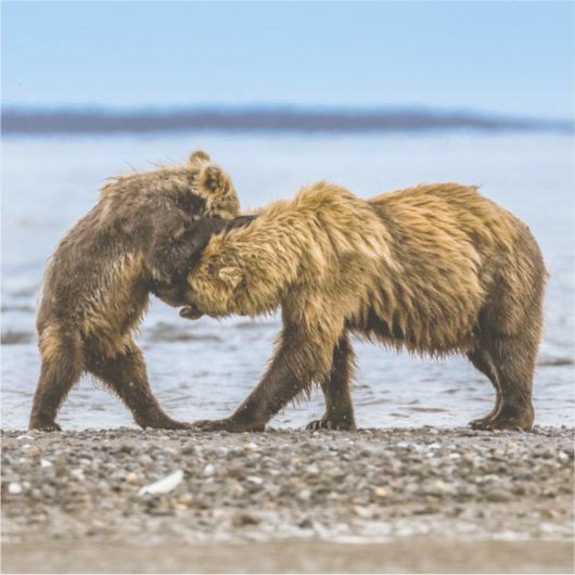 沿岸性褐色熊 シール (正面)