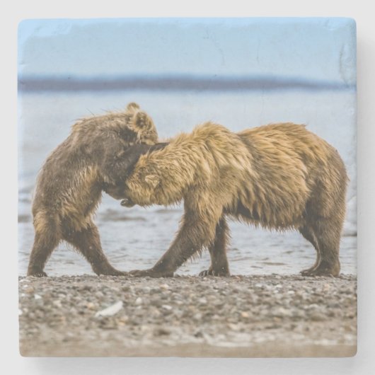 沿岸性褐色熊 ストーンコースター (正面)