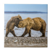 沿岸性褐色熊 タイル (正面)