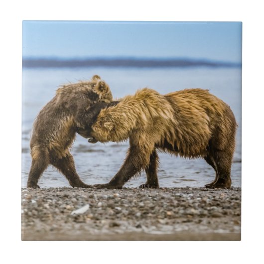 沿岸性褐色熊 タイル (正面)