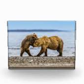 沿岸性褐色熊 フォトブロック (正面)