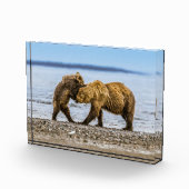 沿岸性褐色熊 フォトブロック (右)