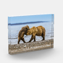 沿岸性褐色熊 フォトブロック