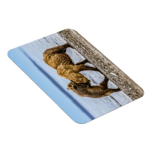 沿岸性褐色熊 マグネット (右側)