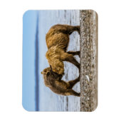 沿岸性褐色熊 マグネット (縦)