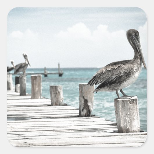 沿岸海ペリカン スクエアシール (正面)