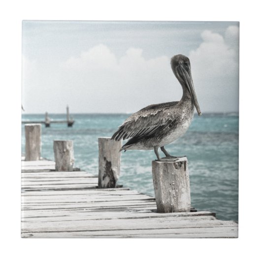 沿岸海ペリカン タイル (正面)