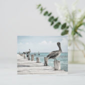 沿岸海ペリカン ポストカード (スタンド正面)
