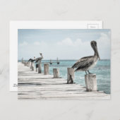 沿岸海ペリカン ポストカード (正面/裏面)