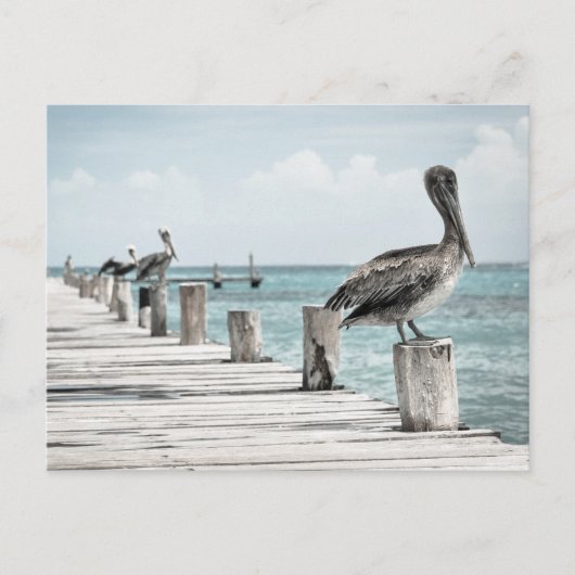 沿岸海ペリカン ポストカード (正面)