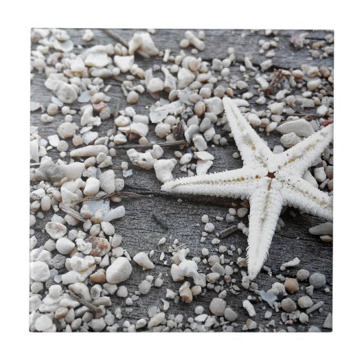 沿岸海海殻パターン タイル (正面)