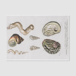 沿岸海綿水色 薄葉紙