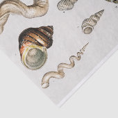 沿岸海綿水色 薄葉紙 (詳細)