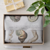 沿岸海綿水色 薄葉紙 (ギフト)