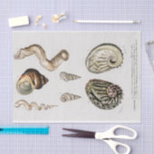 沿岸海綿水色 薄葉紙 (クラフト)