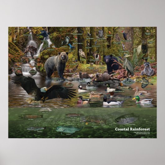 沿岸熱帯雨林ポスター ポスター (正面)