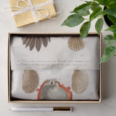 沿岸貝殻水色 薄葉紙 (ギフト)