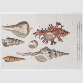 沿岸貝殻水色 薄葉紙