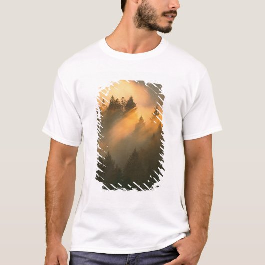 沿岸部の霧の中のレッドウッドの木、マリン郡、 Tシャツ (正面)