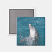 沿岸部ボトレスドルフィン マグネット (正面/裏面)