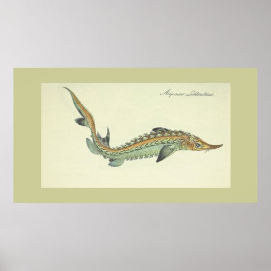 沿岸 – ヴィンテージ魚プリント ポスター (正面)