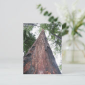 沿海レッドウッド - ビッグサー、カリフォルニア ポストカード (スタンド正面)