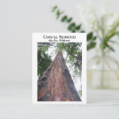 沿海赤松 - カリフォルニア州ビッグサー ポストカード (スタンド正面)