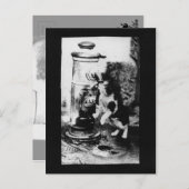 泉でさわやかな猫 ポストカード (正面/裏面)