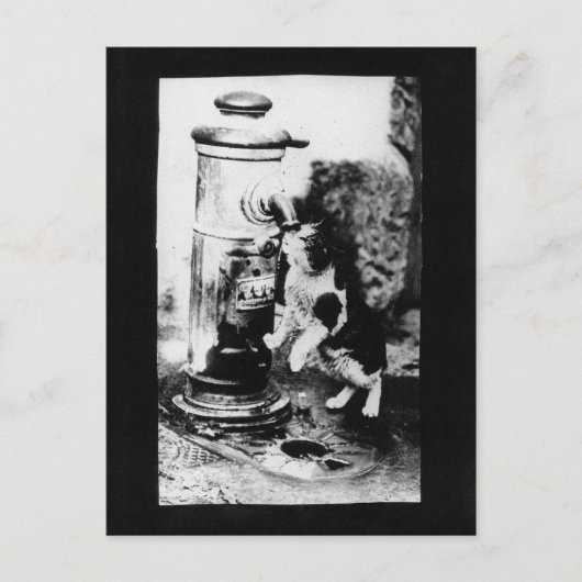 泉でさわやかな猫 ポストカード (正面)