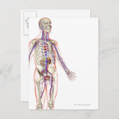 泌尿器系2 ポストカード (正面/裏面)