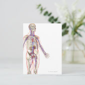 泌尿器系2 ポストカード (スタンド正面)